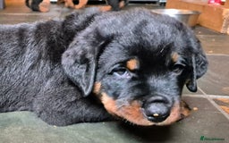 Rottweiler dogs for sale: Rottweiler Puppies in Great Yarmouth - Image 21