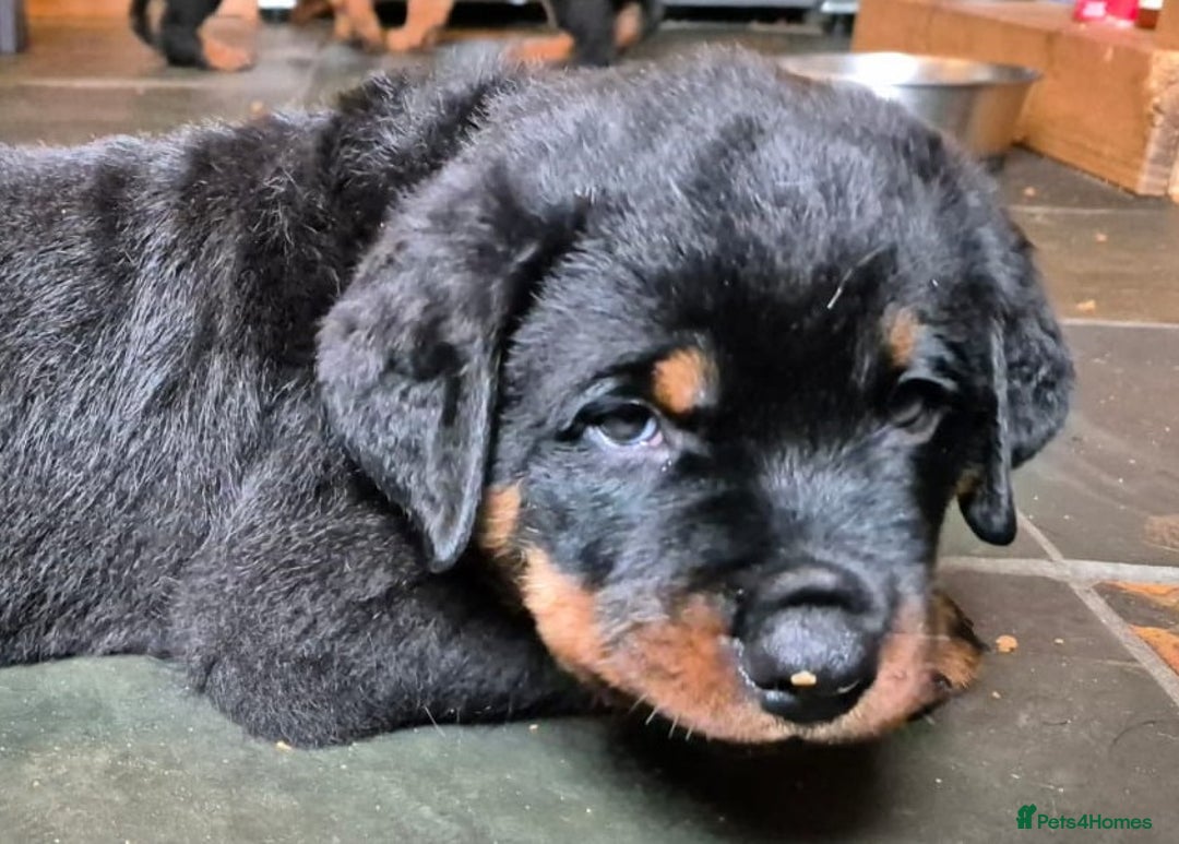 Rottweiler dogs for sale: Rottweiler Puppies in Great Yarmouth - Image 21