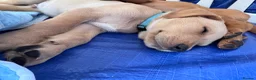 Labrador Retriever dogs for sale: Labrador puppies for sale. 1 golden boy left now. - Advert 8