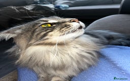 Maine Coon cats for sale: Friendly Stripy Grey Male Maine Coon  - Image 3