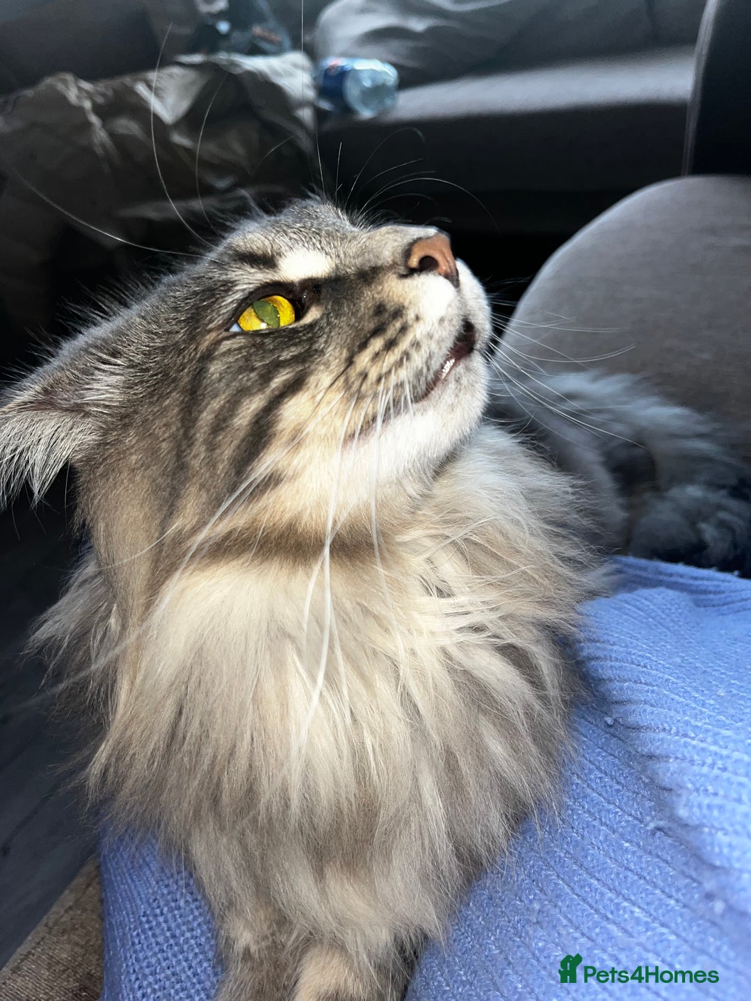 Maine Coon cats for sale: Friendly Stripy Grey Male Maine Coon  - Image 3