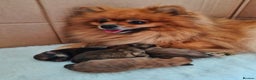 Pomeranian dogs for sale: Stunning sable pomeranians - Advert 1