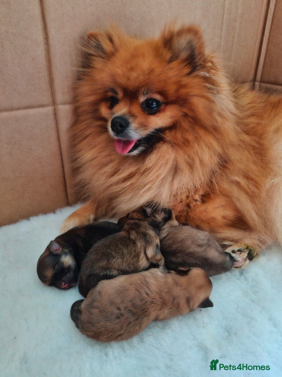 Pomeranian dogs for sale: Stunning sable pomeranians - Advert 1