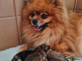 Pomeranian dogs Stunning Orange sable pomeranians - Advert 2