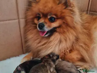 Pomeranian dogs Stunning sable pomeranians - Advert 3