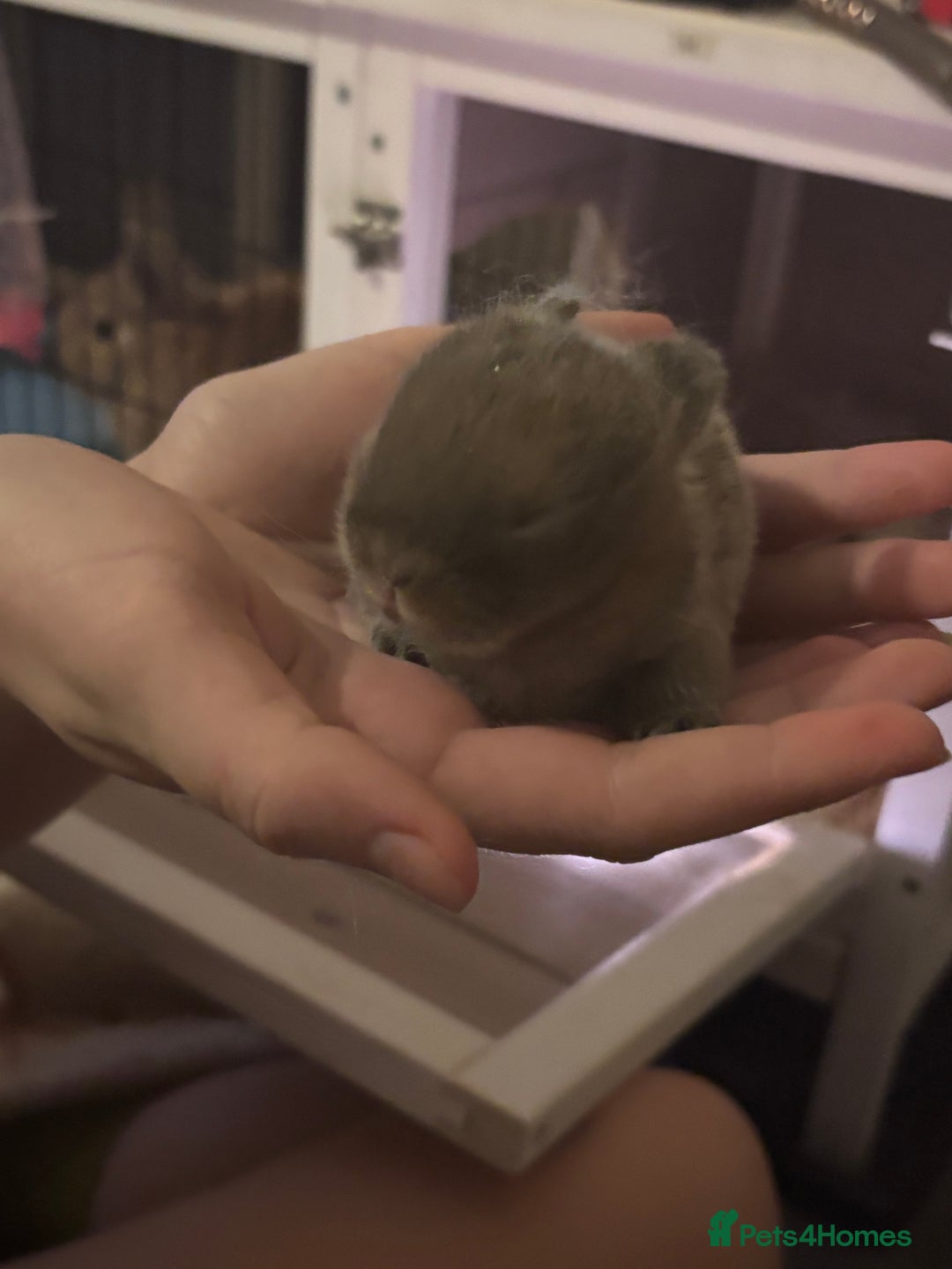 Mixed Breed rabbits for sale: Dwarf lop bunnies  - Advert 3