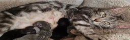 Mixed Breed cats for sale: Marble Bengal x Maine Coon kittens in New Milton - Advert 3