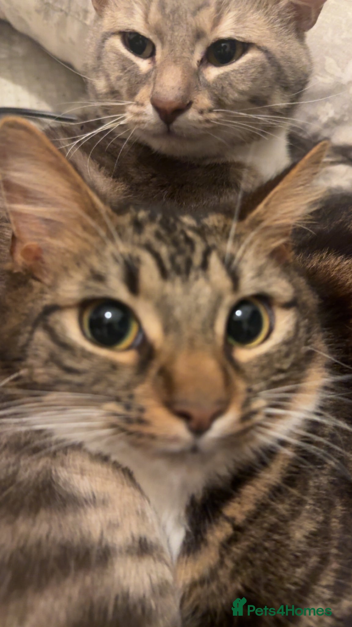Mixed Breed cats Female And Male Tabby cats/ kittens  - Advert 1