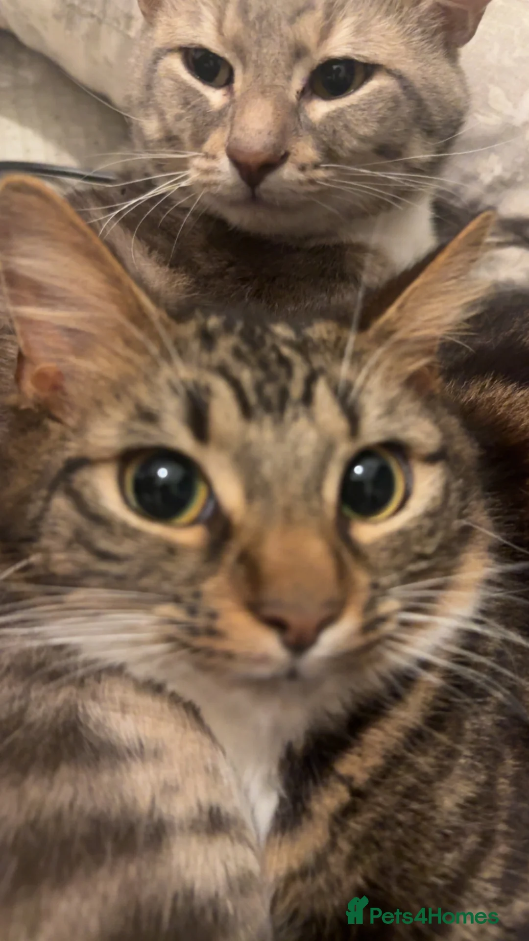 Mixed Breed cats for sale: Female And Male Tabby cats/ kittens  in Preston - Advert 1