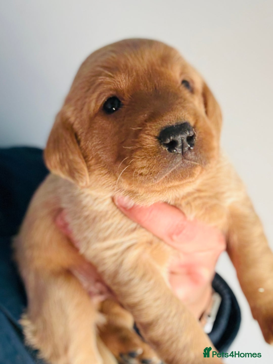 Labrador Retriever dogs for sale: Gorgeous KC Labrador puppies  - Image 13