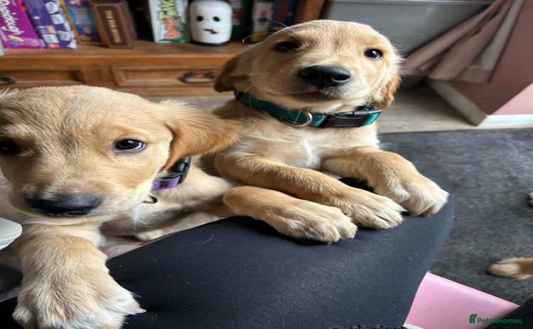 Golden Retriever dogs - Advert 1