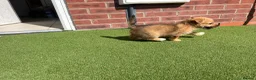 Mixed Breed dogs for sale: Puppies for sale - Advert 5