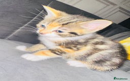 Mixed Breed cats for sale: Calico/tabby kittens  - Image 1