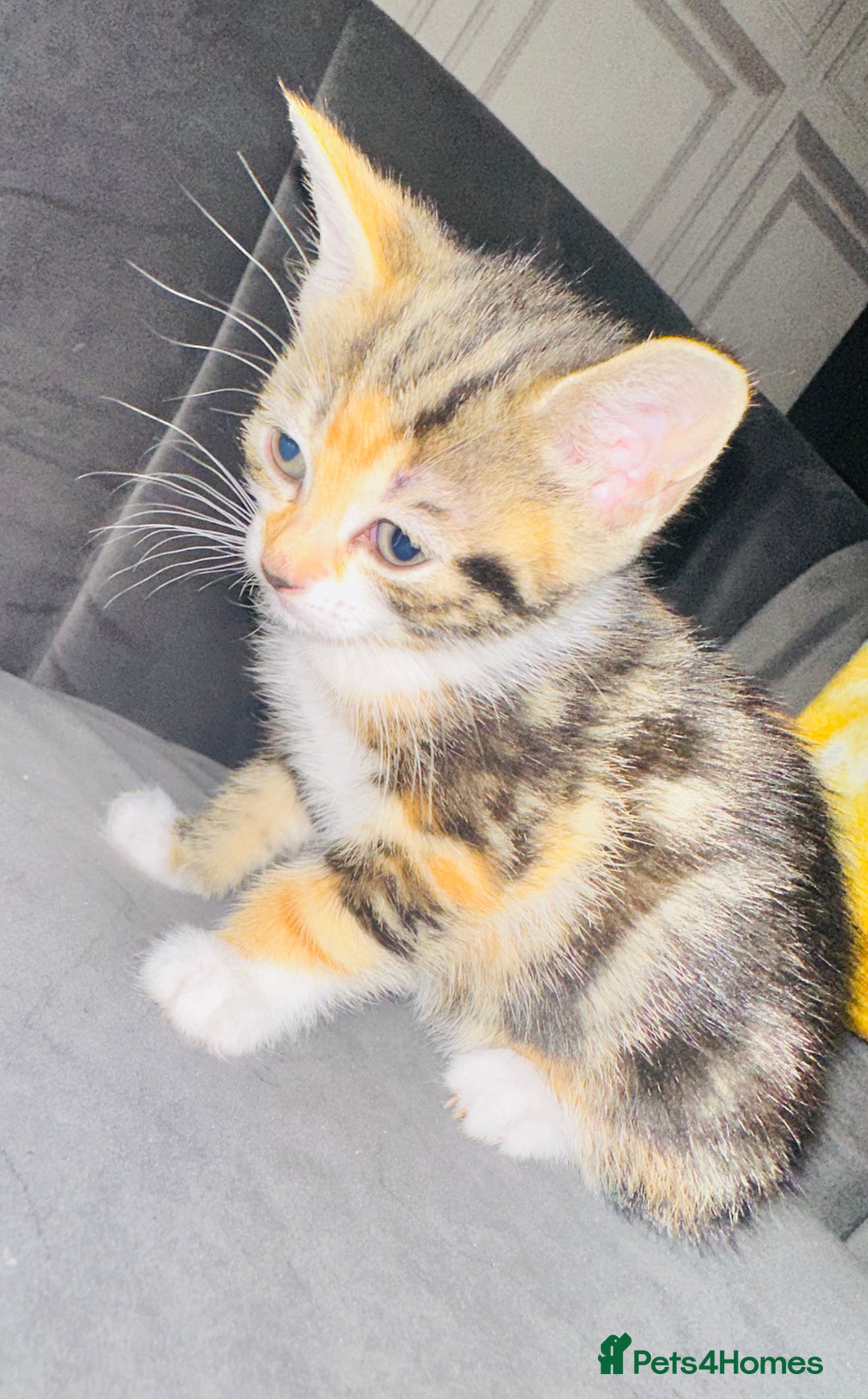Mixed Breed cats for sale: Calico/tabby kittens  - Image 1