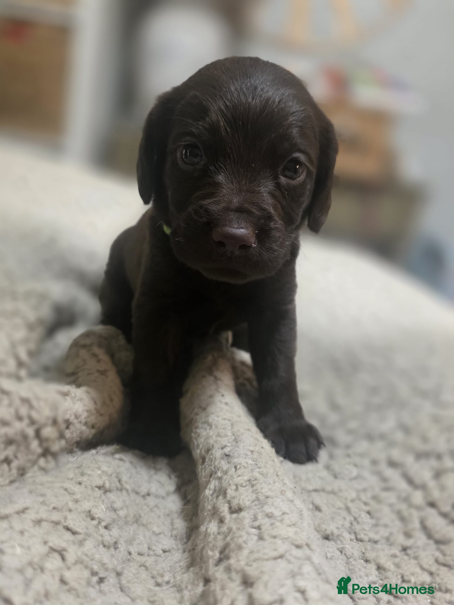 Cockerdor dogs Beautiful Cockerdor Puppies 🐶  - Advert 1