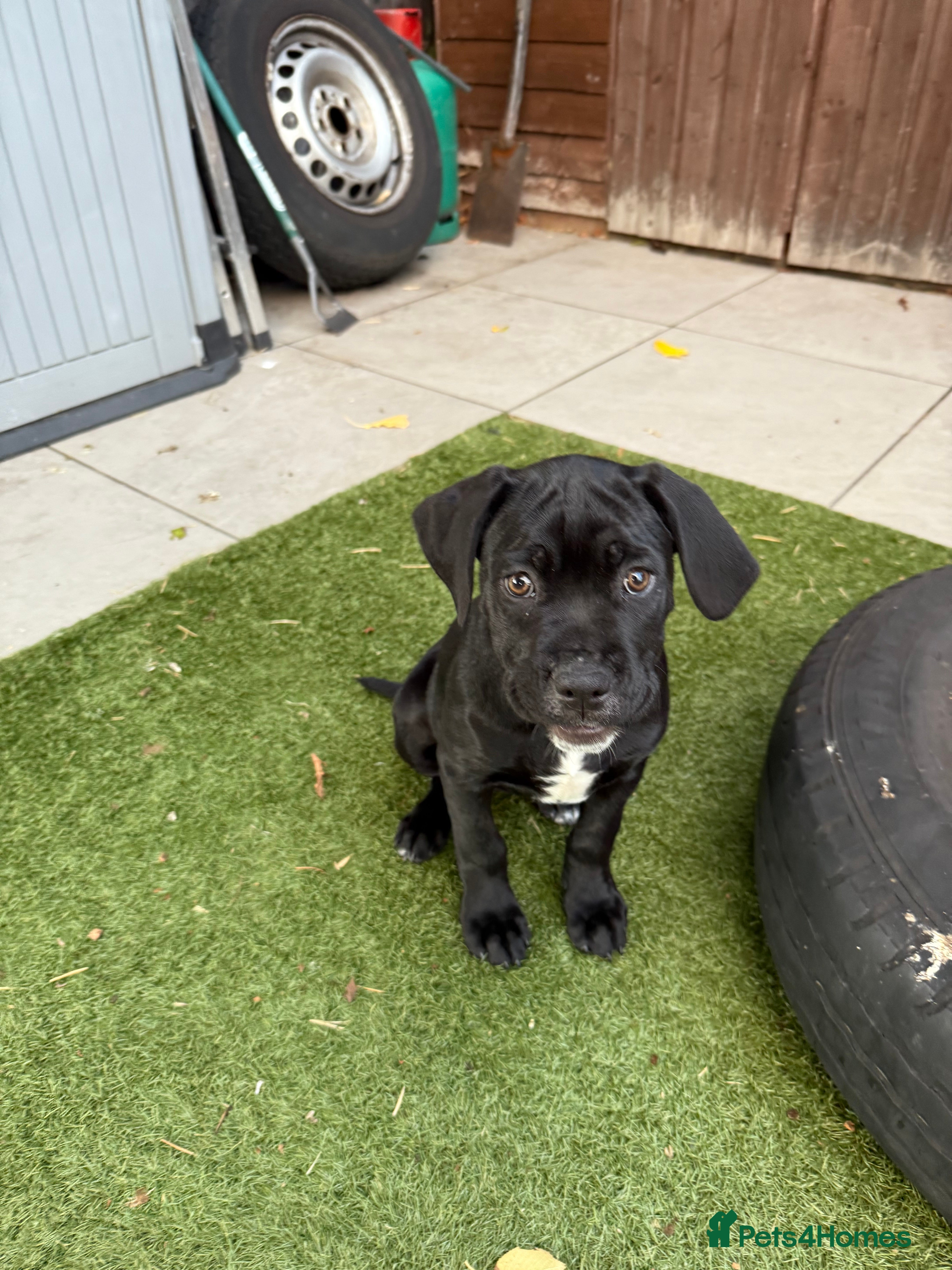 Cane Corso dogs Cane corso puppies - Advert 2