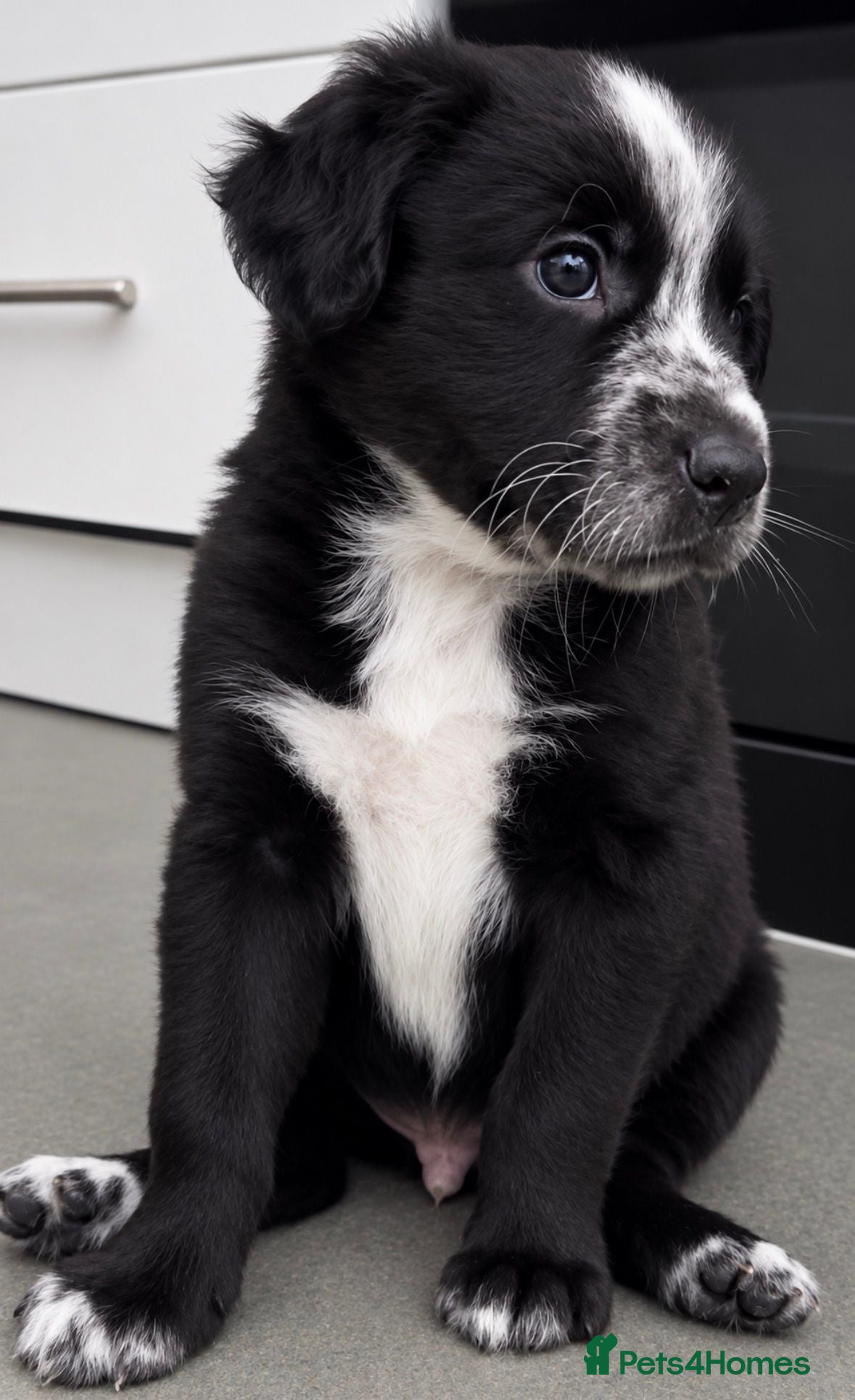 Mixed Breed dogs 💙 One very special little boy remaining - £500 🐾 - Advert 4
