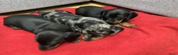 Miniature Dachshund dogs for sale: Beautiful Daches  in Manchester - Advert 4
