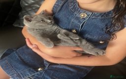 British Shorthair cats for sale: Very affectionate little girl heath tested BSH - Image 3
