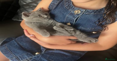 British Shorthair cats - Advert 2
