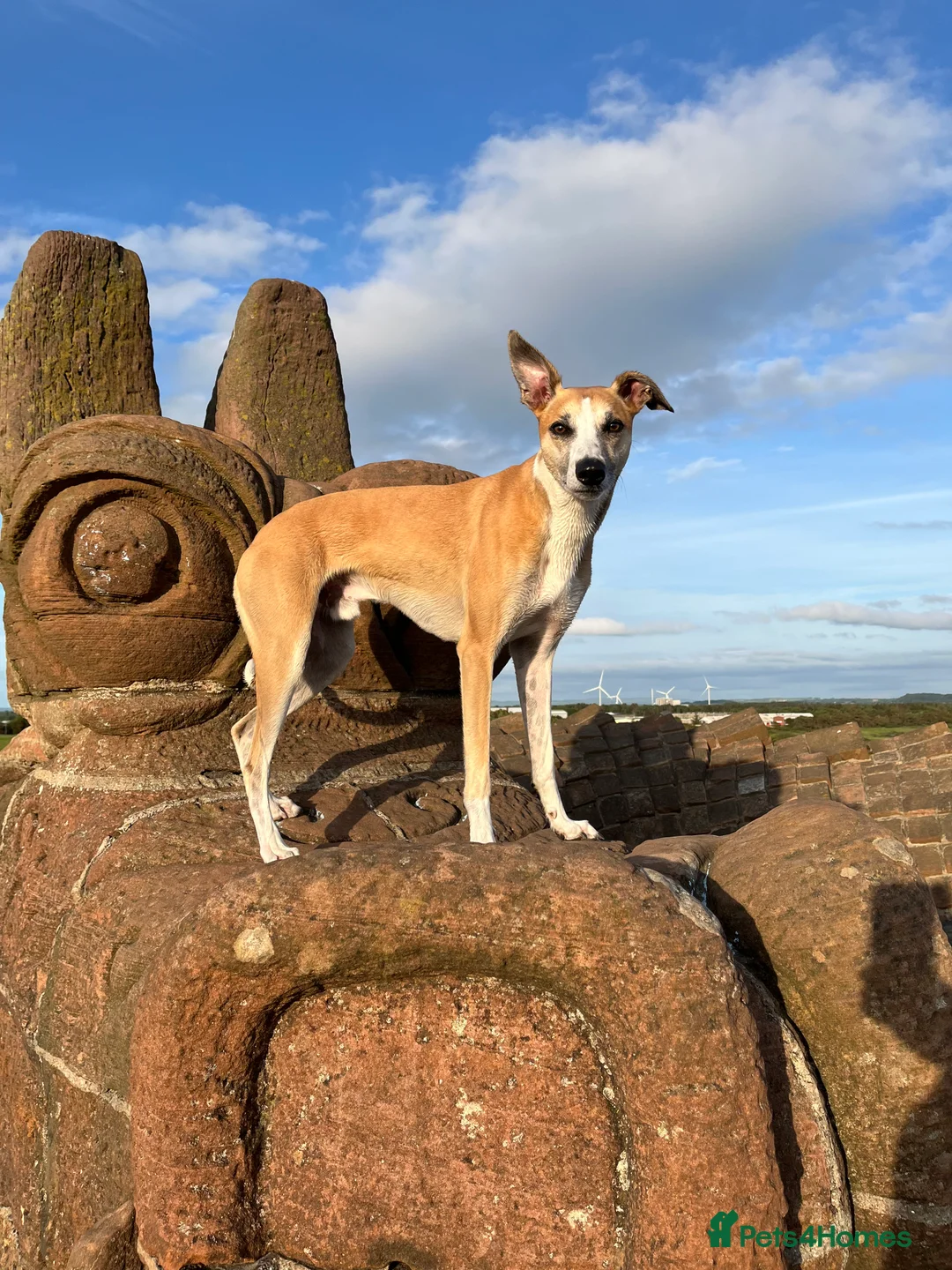 Lurcher dogs for stud: Lurcher for stud - Advert 9