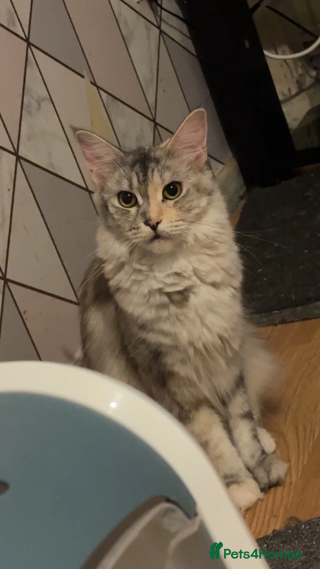 Maine Coon cats for sale: Female Black Silver Torbie Mainecoon Cat - Advert 2