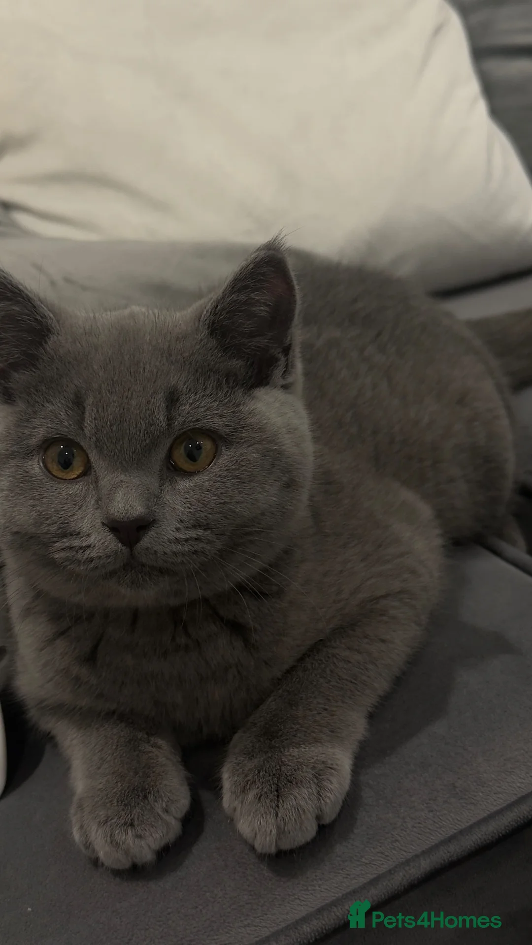 British Shorthair cats for sale: Grey British shorthair  - Advert 2