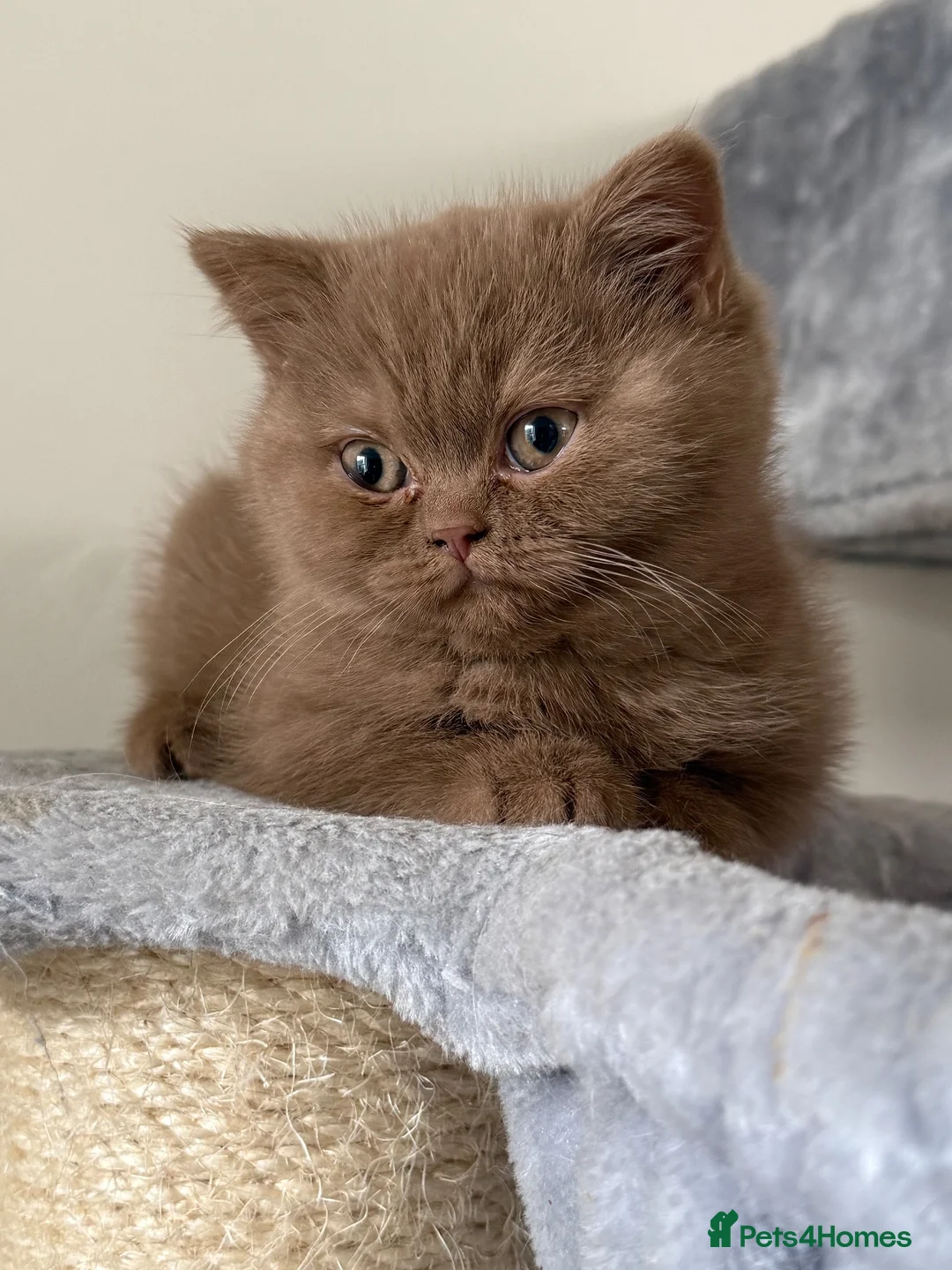 British Shorthair cats for sale: Stunning cinnamon British shorthair  - Advert 18