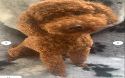 Miniature Poodle dogs for sale: Stunning minature poodle puppies  - Image 13