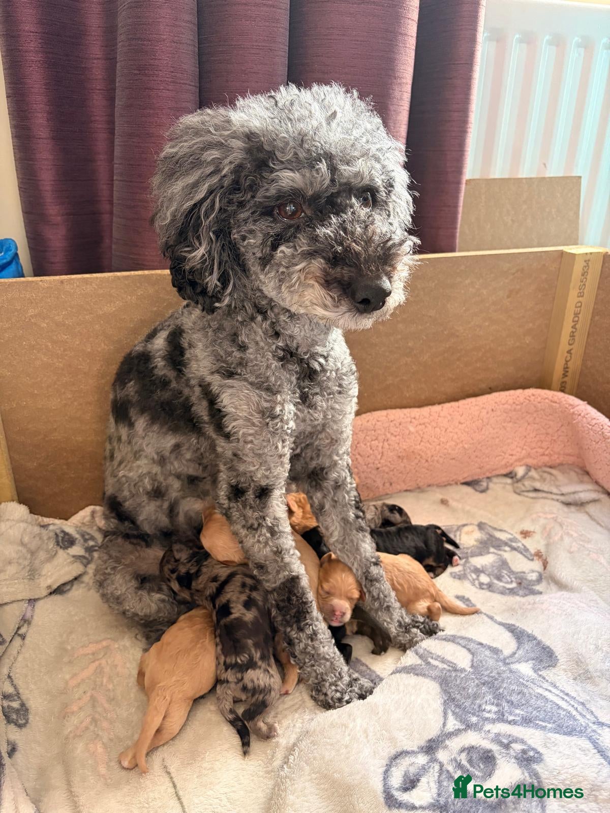 Cavapoo dogs for sale: Peggy's teddy bear picnic - Advert 1