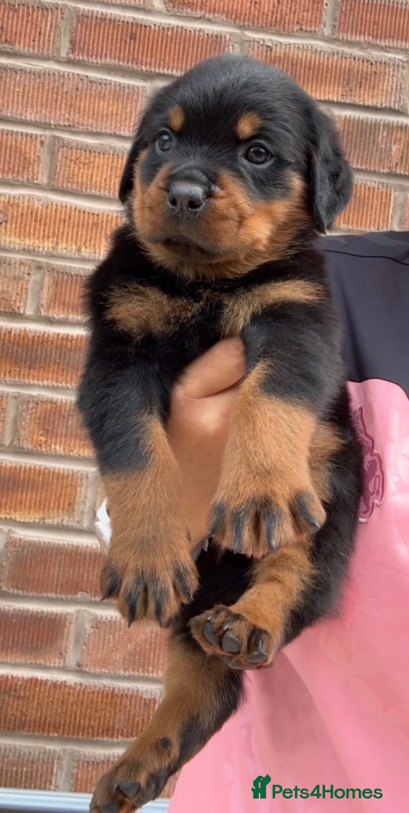 Rottweiler dogs German Lines Chunky Rottweiler Puppies - Advert 1