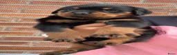 Rottweiler dogs for sale: ** 2 Left ** German Lines Chunky Rottweiler Pups - Advert 16