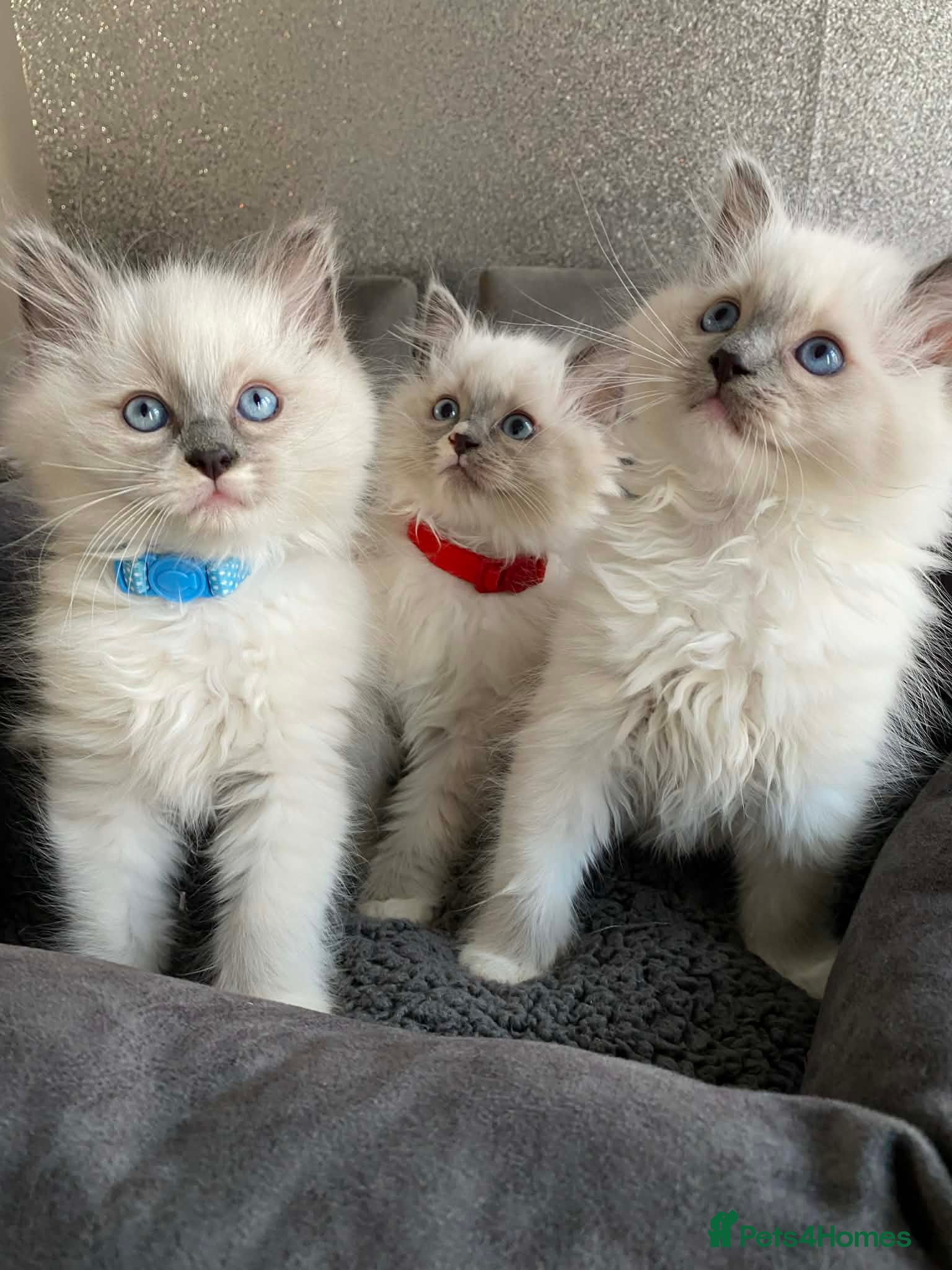 Ragdoll cats Ragdoll kittens  - Advert 2