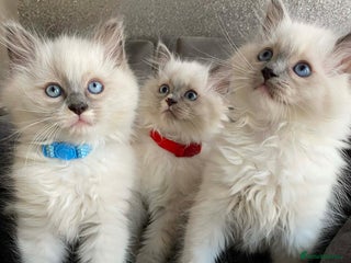Ragdoll cats Ragdoll kittens - Advert 5