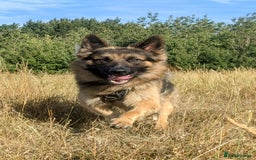 German Shepherd dogs for sale: Nearly 2 year old GSD for rehoming - Image 1