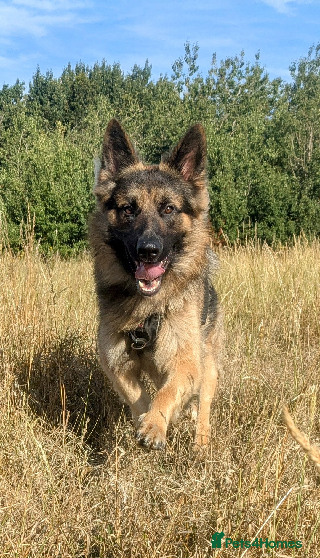 German Shepherd dogs for sale: Nearly 2 year old GSD for rehoming - Image 1