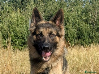 German Shepherd dogs for sale - Advert 1