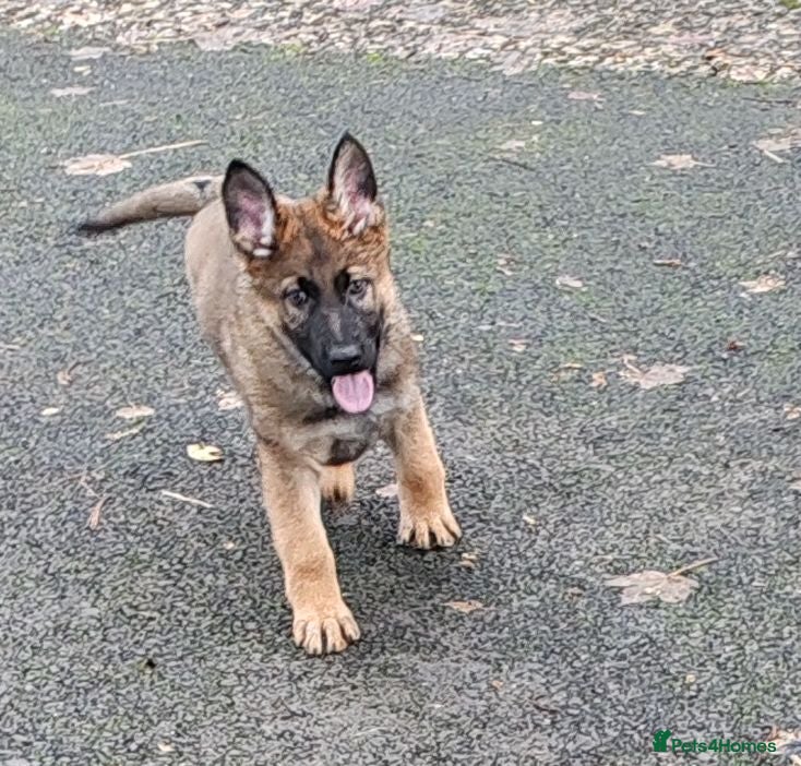 German Shepherd dogs German Shepherd Puppies in Belfast - Advert 14