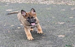 German Shepherd dogs for sale: German Shepherd Puppies - Advert 6