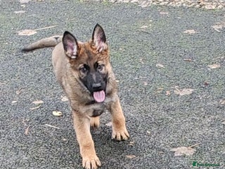 German Shepherd dogs German Shepherd Puppies in Belfast - Advert 17