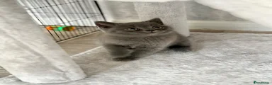 British Shorthair 3 no colour darker 