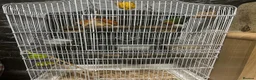 Lovebirds birds for sale: two bonded love birds  - Advert 1