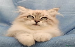 Siberian cats for sale: GCCF Registered Pure Siberian kittens For Sale.   - Image 8