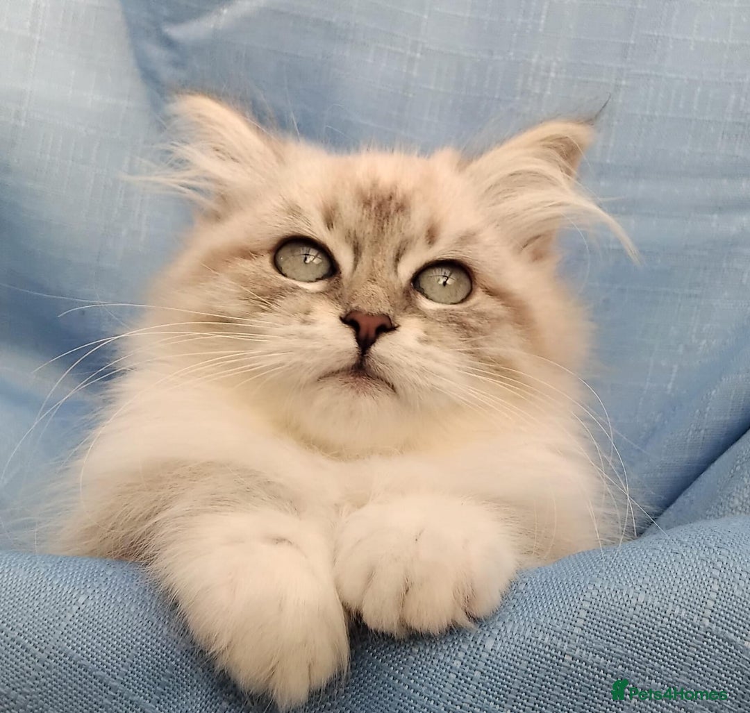 Siberian cats for sale: GCCF Registered Pure Siberian kittens For Sale.   - Image 8