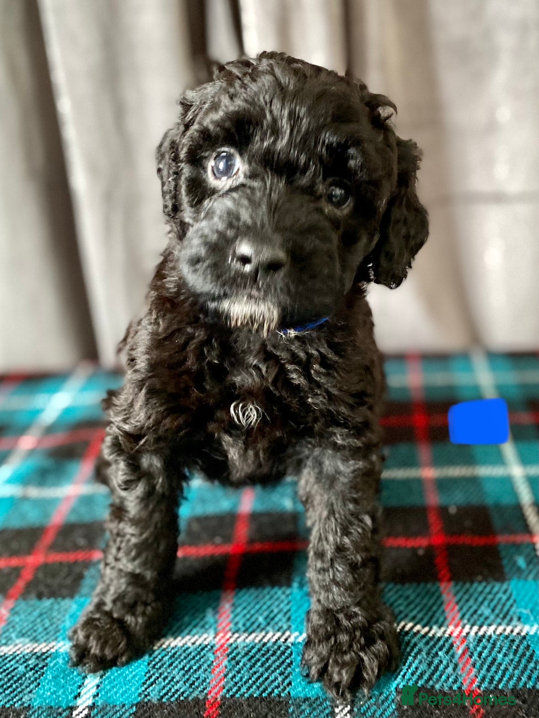 Portuguese Water Dog dogs for sale: Portuguese Water Dog Puppies For Sale - Image 17