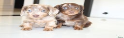 Miniature Dachshund dogs for sale: Kennel Club Registered Miniature Dachshund Puppies in Faversham - Advert 4