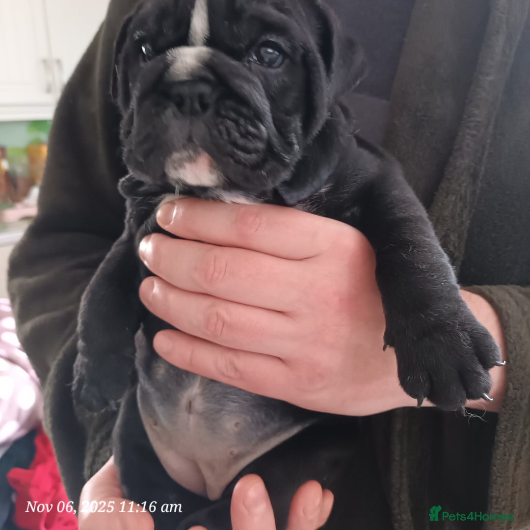 English Bulldog dogs for sale: Beautiful English buldog awaiting for new parents - Image 13