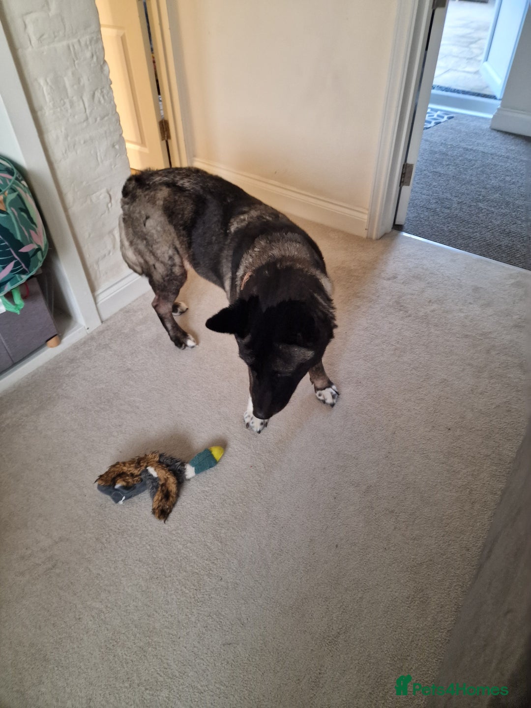 Japanese Akita Inu dogs for sale: Sasha looking for permanent home ASAP - Image 4