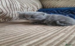 British Longhair cats for sale: BRITISH LONGHAIR/RAGDOLL/MAINE COON FOR SALE - Image 8