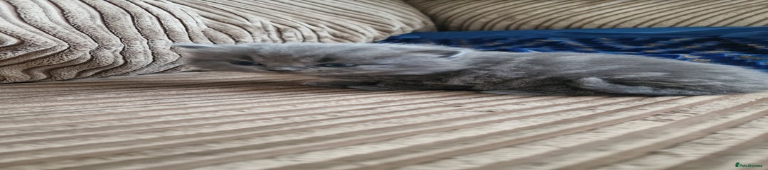 British Longhair Kitten 2